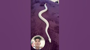 इच्छाधारी नागिन मां और बेटी की कहानी 🐍😔#shorts #youtubeshorts #emotional #nagin #snake #maa #viral