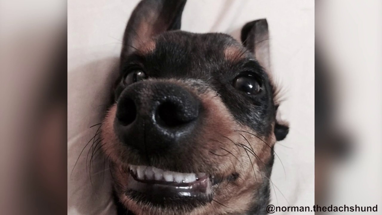 A Day in The Life of An Insta-pup: Norman Bates