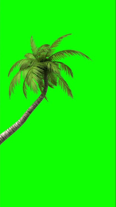 No copyright green screen palm tree, palm tree animation #shorts video