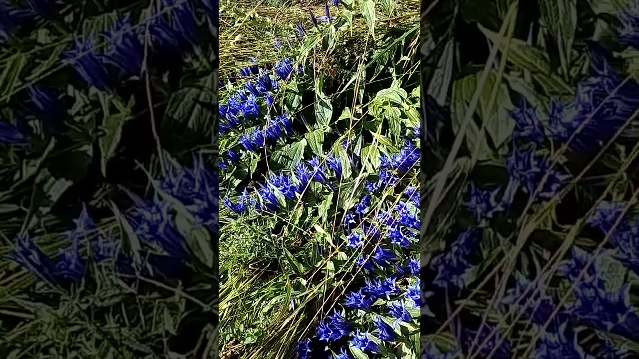 Genziana Minore delle Dolomiti