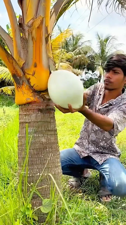 Pick rainbow coconuts with many colors and one shape #youngcoconut #coconutharvest #coconut