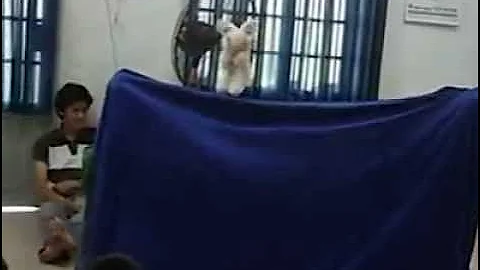 Múa rối "Củ cải trắng" ở mái ấm Hoa Hồng, Củ Chi 15/05/2011