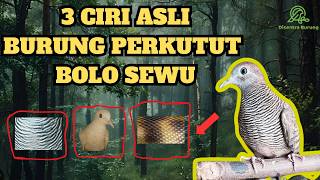 Inilah 3 Ciri Asli Burung Perkutut Bolo Sewu