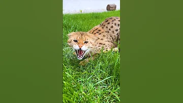 Какими разными бывают саванны 😸