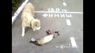 cat pretending to be dead:) Кот притворился мертвым cat pretending to be dead:) Кот притворился мертвым