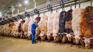Millions of tons of goat hair are harvested across the world to produce luxurious cashmere wool
