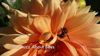 Famous Nature Moments: The Buzz About Bees Profile