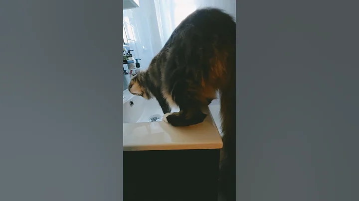 Video 3713031: mains coon cat mainecoon, coon cat drinking water