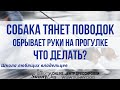 Собака тянет поводок. Вырывает руки на прогулке. Что делать?