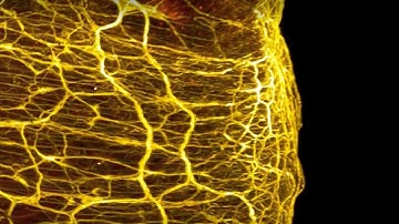 Art of Science 2023 | Second Brain