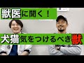 【獣医に聞く】犬や猫が気を付けなくてはいけない害獣とは？！その予防と対策も