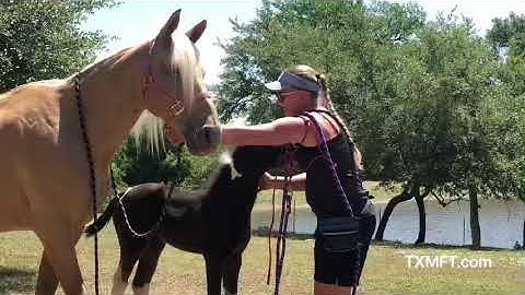 Foal training 101 - introducing the halter the easy way...