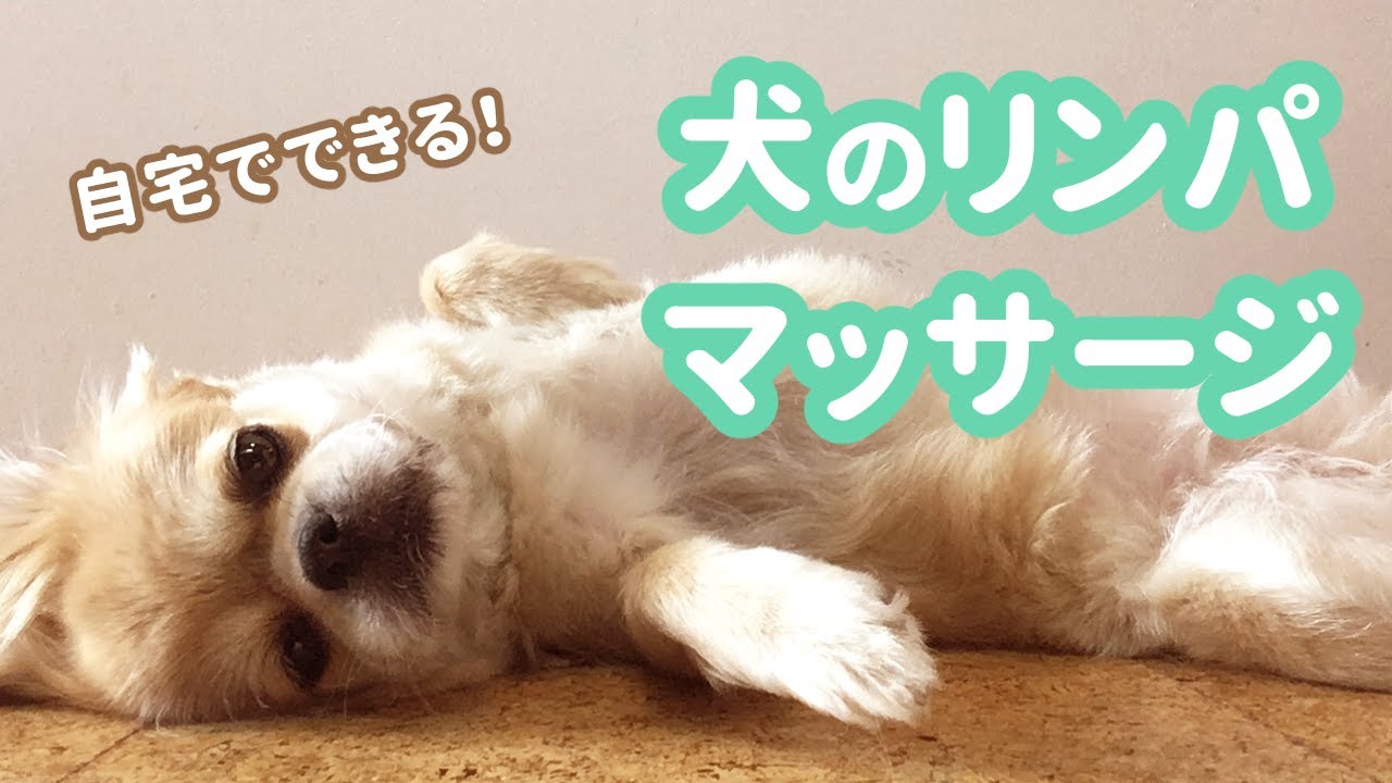 犬が白い泡を吐いた 嘔吐した後のご飯はいつあげれば良い Youtube