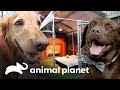 Cães apaixonados ganham casinha compartilhada! | Um Lar para Pets | Animal Planet Brasil