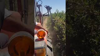 Blueberry Hedging  - Tractor View