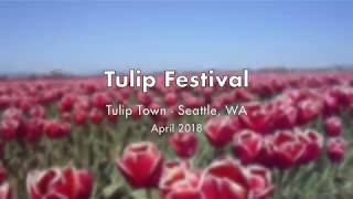 Tulip Festival 2018 - Tulip Town Seattle