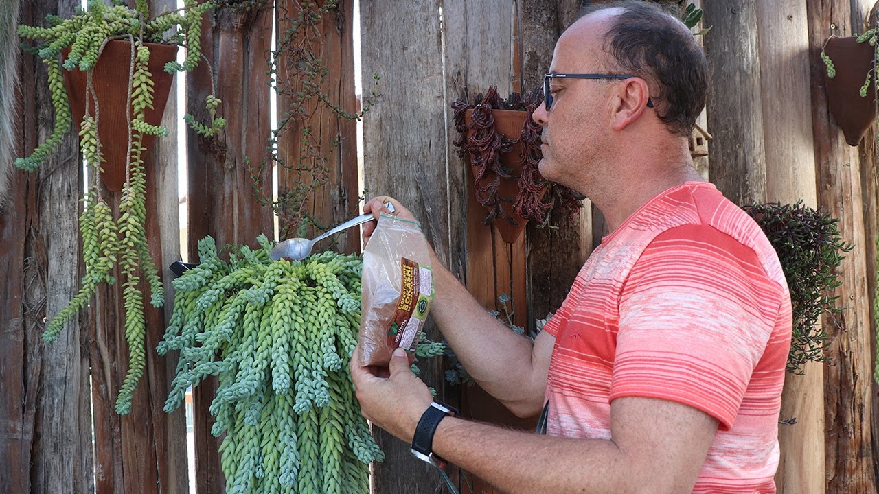 COMO APLICAMOS BOKASHI NAS SUCULENTAS.
