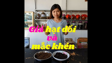 Hạt Dổi Rừng và Mắc Khén Rừng Giá Bao Nhiêu