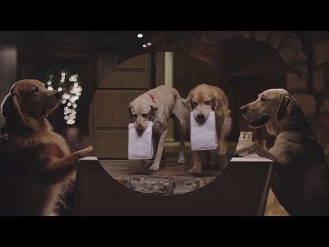 funny-commercial-dog-doggie-bag-subaru