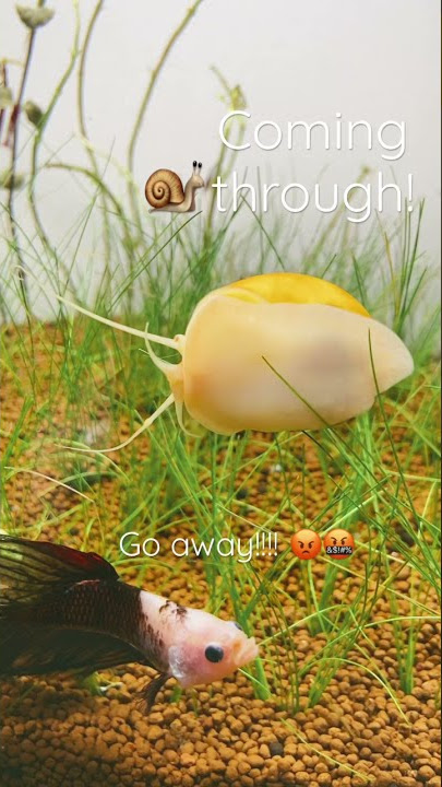 Snail coming through! 💨