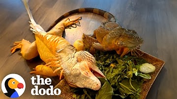 Iguana Gets a New Iguana Best Friend | The Dodo