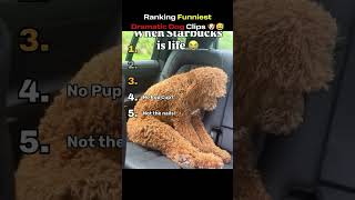 Ranking Funny Dramatic Dog Moments #shorts #funny
