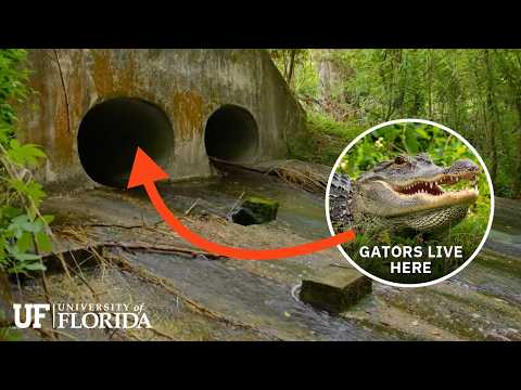 Urban wildlife found in the UF sewers