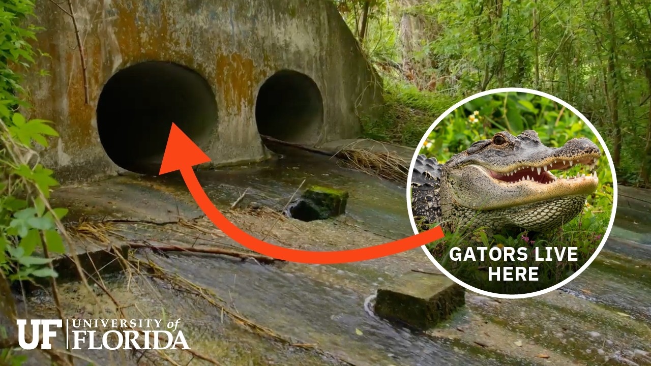 Urban wildlife found in the UF sewers