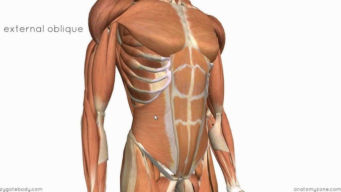 Muscles of the Anterior Abdominal Wall - 3D Anatomy Tutorial 