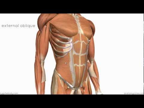 Layers of the Abdominal Wall