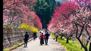 190503 1阿智村 月川溫泉 花桃祭 1920