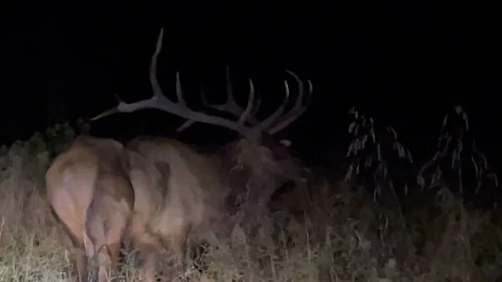 Cherokee NC - Elk Late Night Grazing at 11:15 pm | October 9, 2021