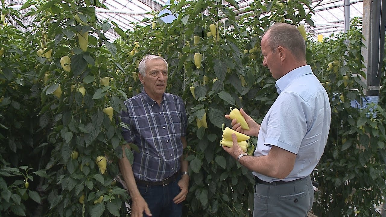 A szentesi paprikatermelő