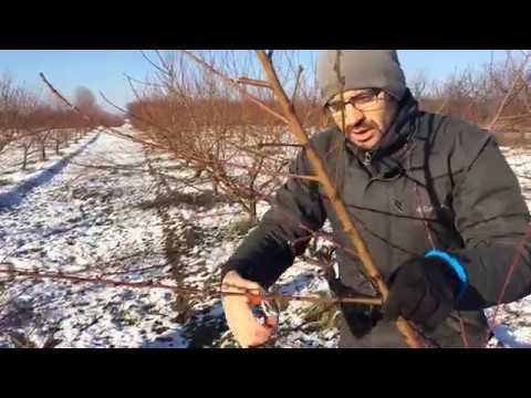 Videó: O'Henry őszibarackfa gondozása: O'Henry őszibarack termesztése a házi kertben