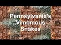 Pennsylvania's Venomous Snakes