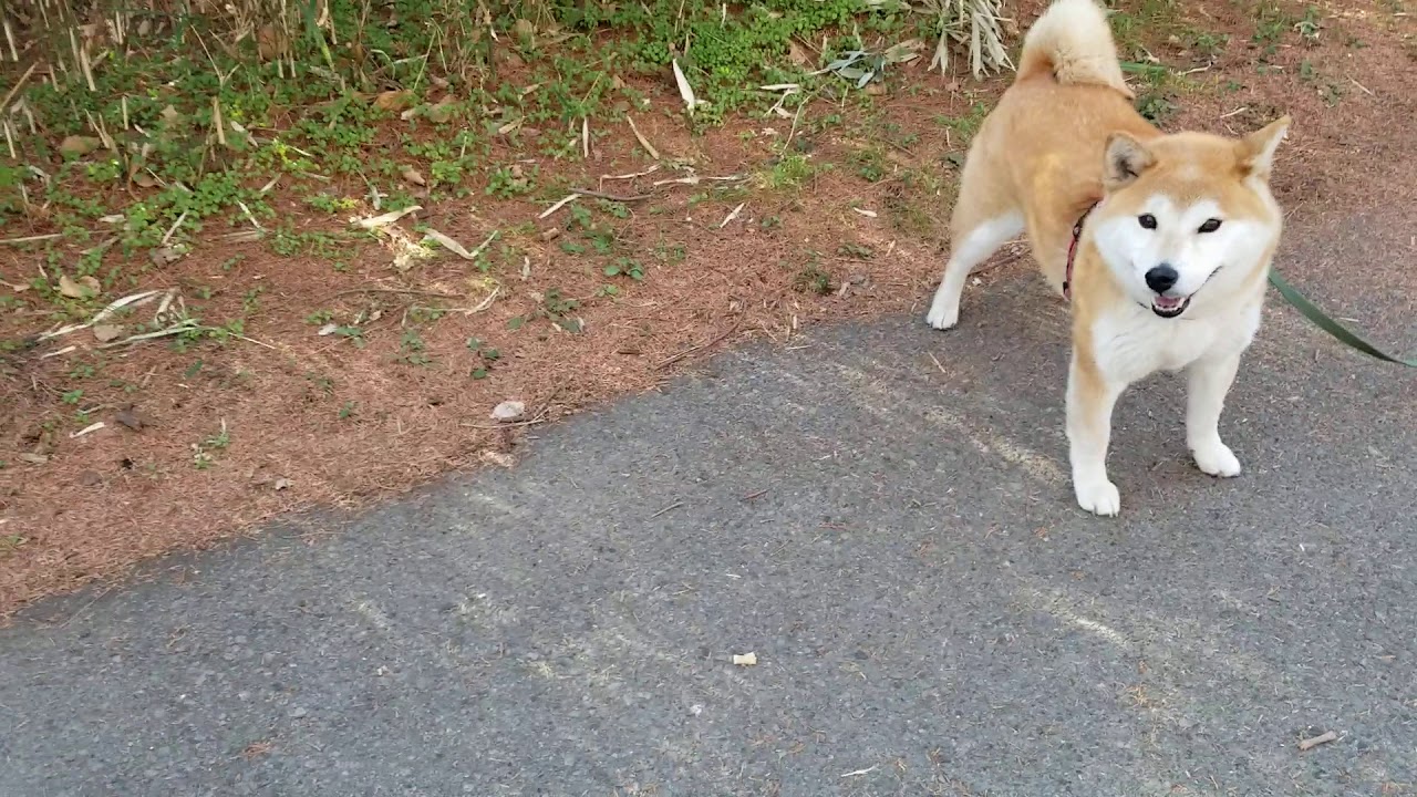 歩く柴犬の後ろ姿shibainu Youtube