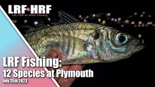 LRF Fishing:  Scad, Bass, Mackerel & More! 12 Species Session at Plymouth