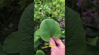 Doğada Zılbıt Otu Çıktı Borago Officinalis