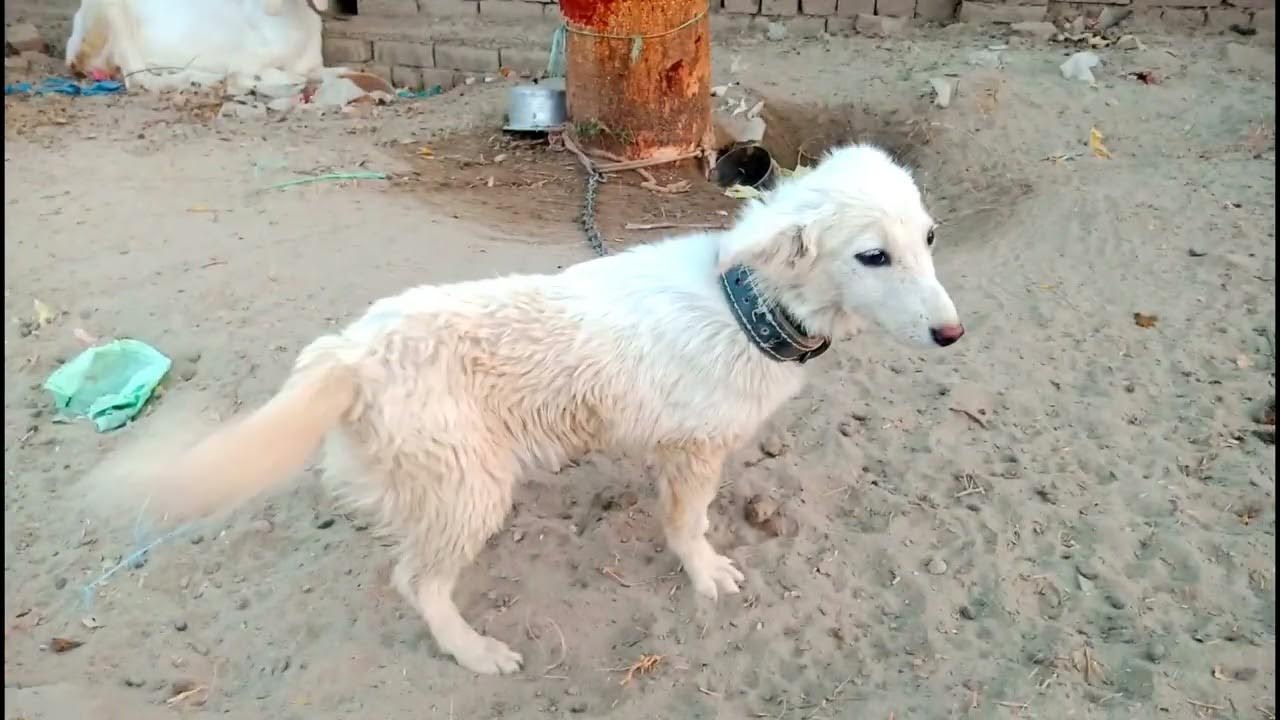 White Pista Dog Russian Dog Showing Tricks White Russian Dog Playing white-pista-dog-russian-dog-showing-tricks-white-russian-dog-playing