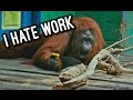 Apes, more than just animals - 2017- (amazing abilities)