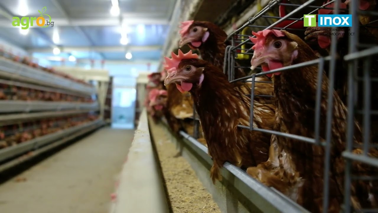 Технологии и хигиена в действие: инвестиция във водата за по-здрави птици