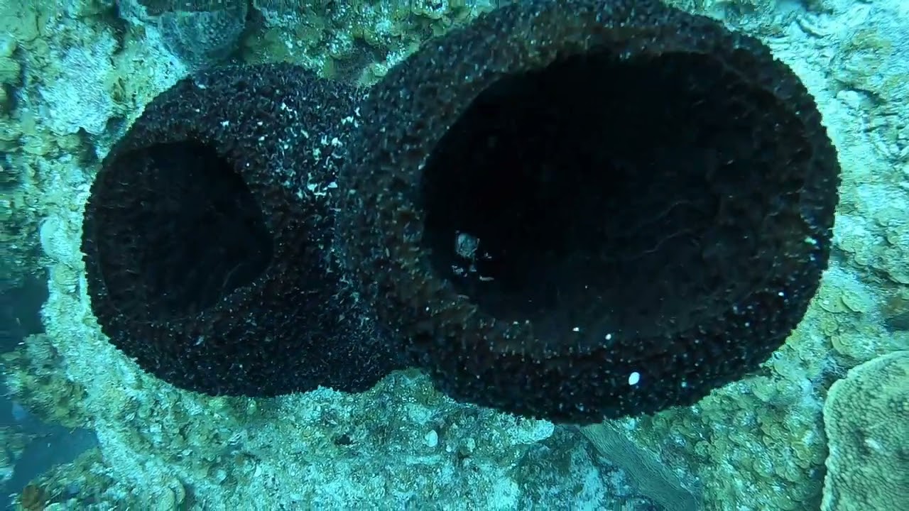 CUBA 2025 - La Habana, Viñales, Maria la Gorda, Cayo Jutias, Trinidad, Varadero