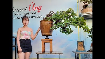 Bonsai Ứng | Giao lưu cùng ace cây lộc vừng. Ace xin liên hệ 0934 094 679 Ứng. Xin cảm ơn !!!