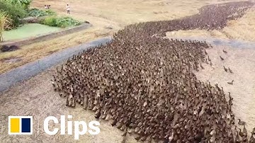 Thousands of ducks released to ‘clean’ rice fields in Thailand
