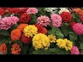 All About Zinnia Flowers