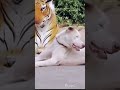 شاهد ردة فعل الكلب وقت شاف نمر
