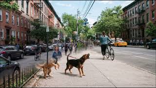 Dogs Barking in Urban Neighborhood | Realistic City Dog Ambience Sound