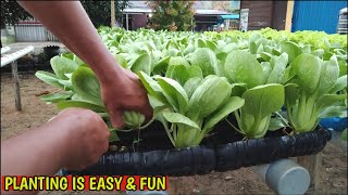 How to plant bok choy in used bottles, sow to harvest