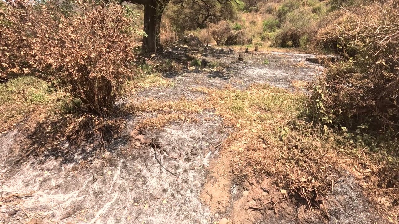 Plus Ultra Tanzania's Lake Manyara National Park