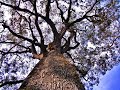 CONOCE LOS ARBOLES MAS VIEJOS DEL MUNDO